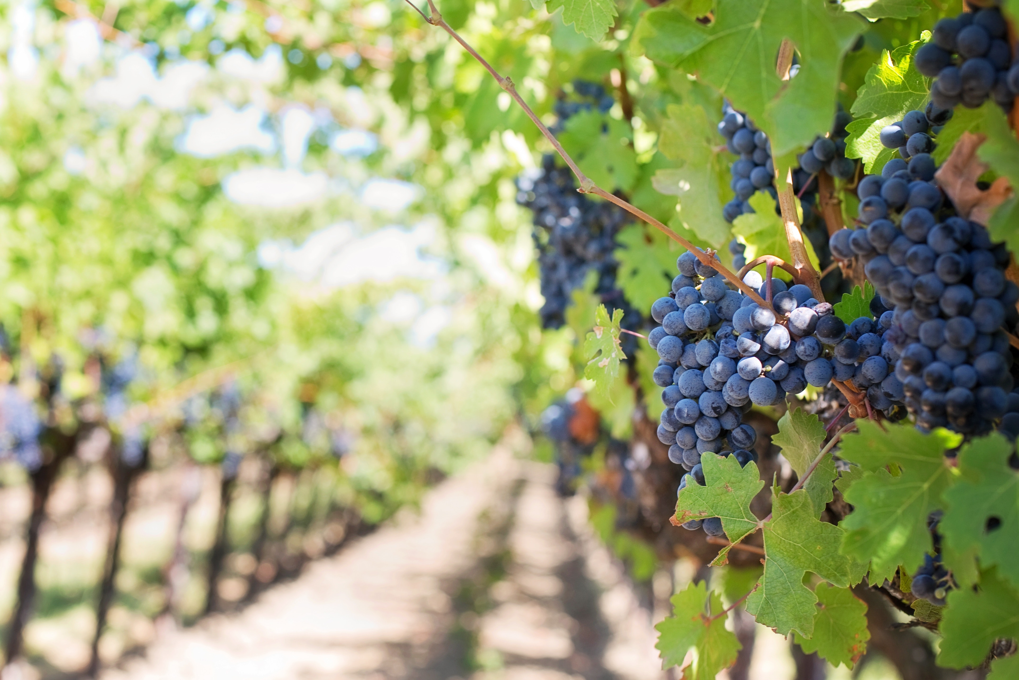 vineyard: dark grapes on the vine