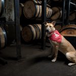 Humane Society: a dog with a red bandana with bourbon barrels behind him